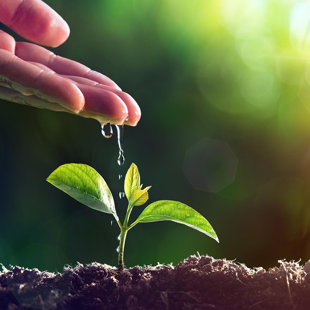 Jaz placeholder image